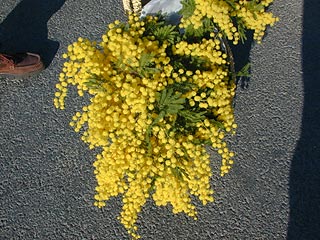 mimosen