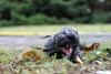birdiebird-