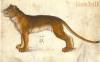 lionhill