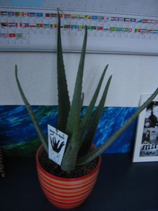 aloe