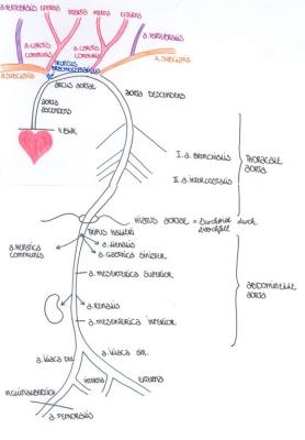 aorta
