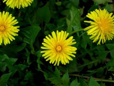 dandelion