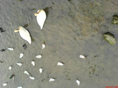 schwan1