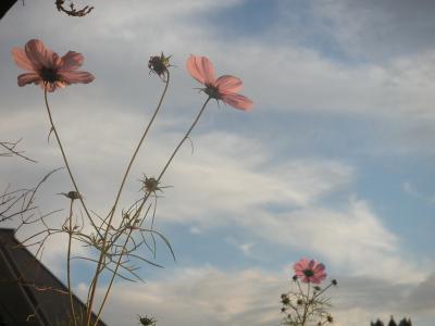 cosmea