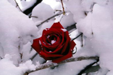 rose_in_winter