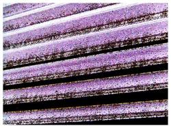 siebenundfuenfzig-klein