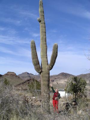 Kaktus an der Route 66