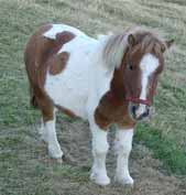 shetlandpony