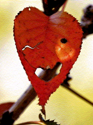 blatt1