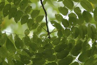 leaf1