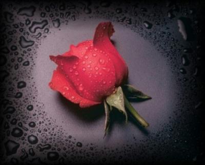 rose