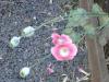CIMG0588