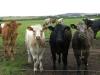 cornwall-foren-2