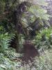 jungle