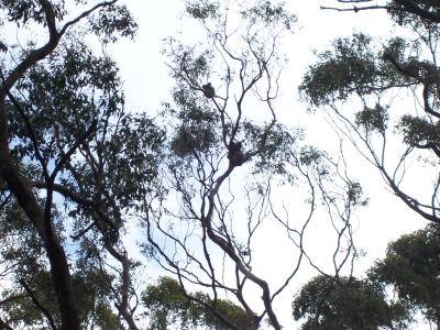 koalas