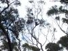 koalas