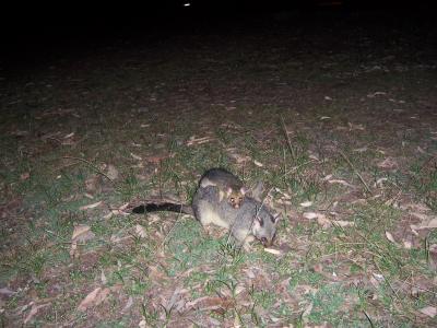 tiere