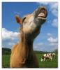 vache-cheval-animaux-rire-saone-839783
