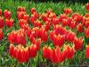 Tulpen