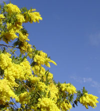 Mimosen blühen im Winter.