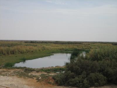 AZ1