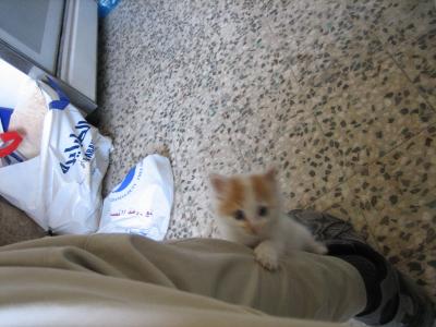 Katze-2