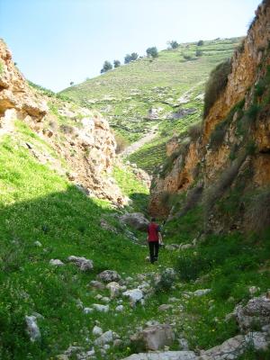 gruener Wadi bei Pella