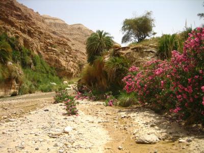 Wadi Hesa