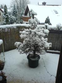 baum