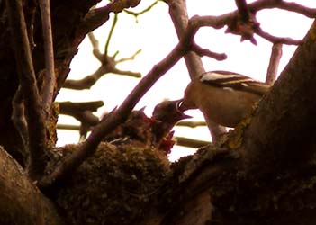 Vogelnest im Nussbaum