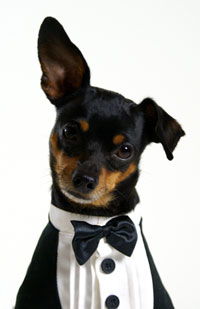 Rehpinscher_by_Katja-Wolf_pixelio-de1