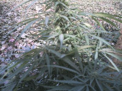 marihuana