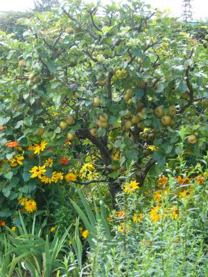 Jardin-Monet