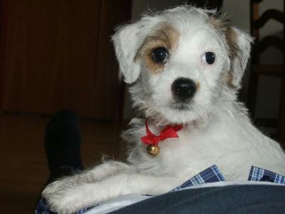 milo