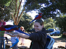crimson-rosella