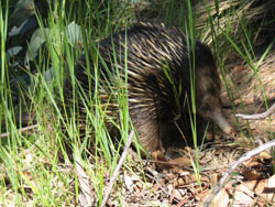 echidna