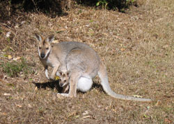 joey