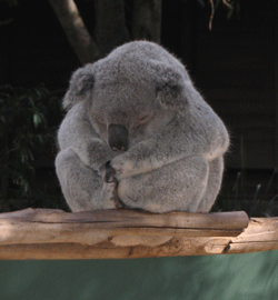 koala