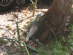 lizzard
