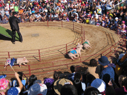 pig-race