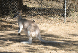 wallaby