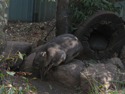 wombat