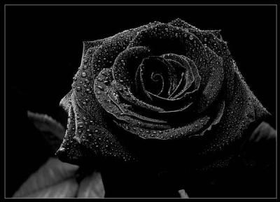 schwarze_rose
