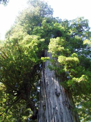redwood1
