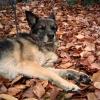Mmmmh, ein Hund passend zur Landschaft. 