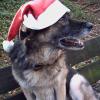 Last Christmas... da, da, da, da. Hurra, es wird wieder gekauft und konsumiert und etwa jedes 5. Kind erinnert sich vage noch an den sonstigen Ursprung des Weihnachtsfestes. Denn den anderen 4ren ist lediglich klar, dass der Dezember mal wieder die Konjunktur in Schwung bringen soll und helfen deswegen dabei mit bestem Gewissen.
