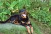 Der Hund im feucht tropischen Regenwald des Ruhrgebiets.