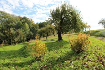 Apfelgarten-und-Ribislstraeucher