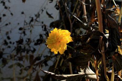 Bluehen-im-Herbst