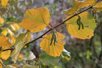 Herbstliche-HasselnussWuerstel